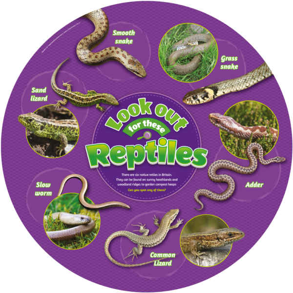 Reptiles Identification Sign for Schools