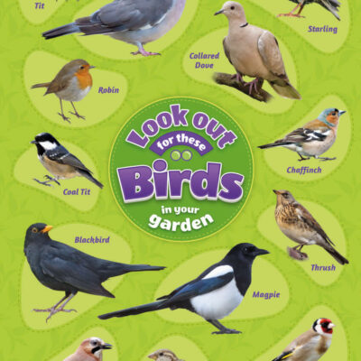 Bird Identification Poster