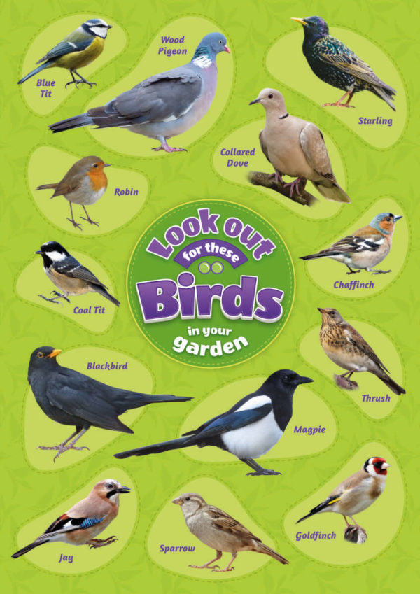 Bird Identification Poster