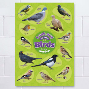 Bird Identification Poster