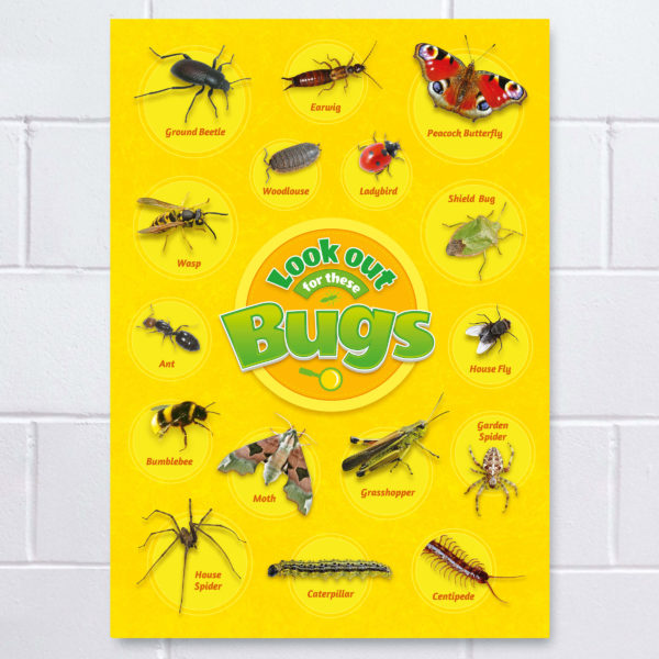 Bug Identification Poster for Schools