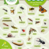 Forest School Bug Identification Sign