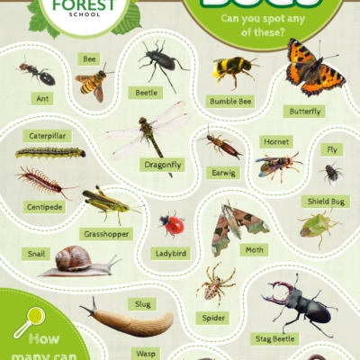 Forest School Bug Identification Sign
