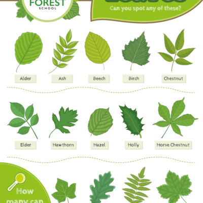 Tree Leaf Identification Sign for Schools and Forest Schools