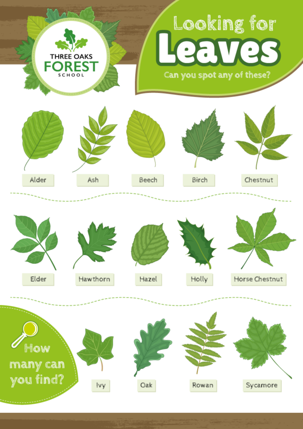 Tree Leaf Identification Sign for Schools and Forest Schools