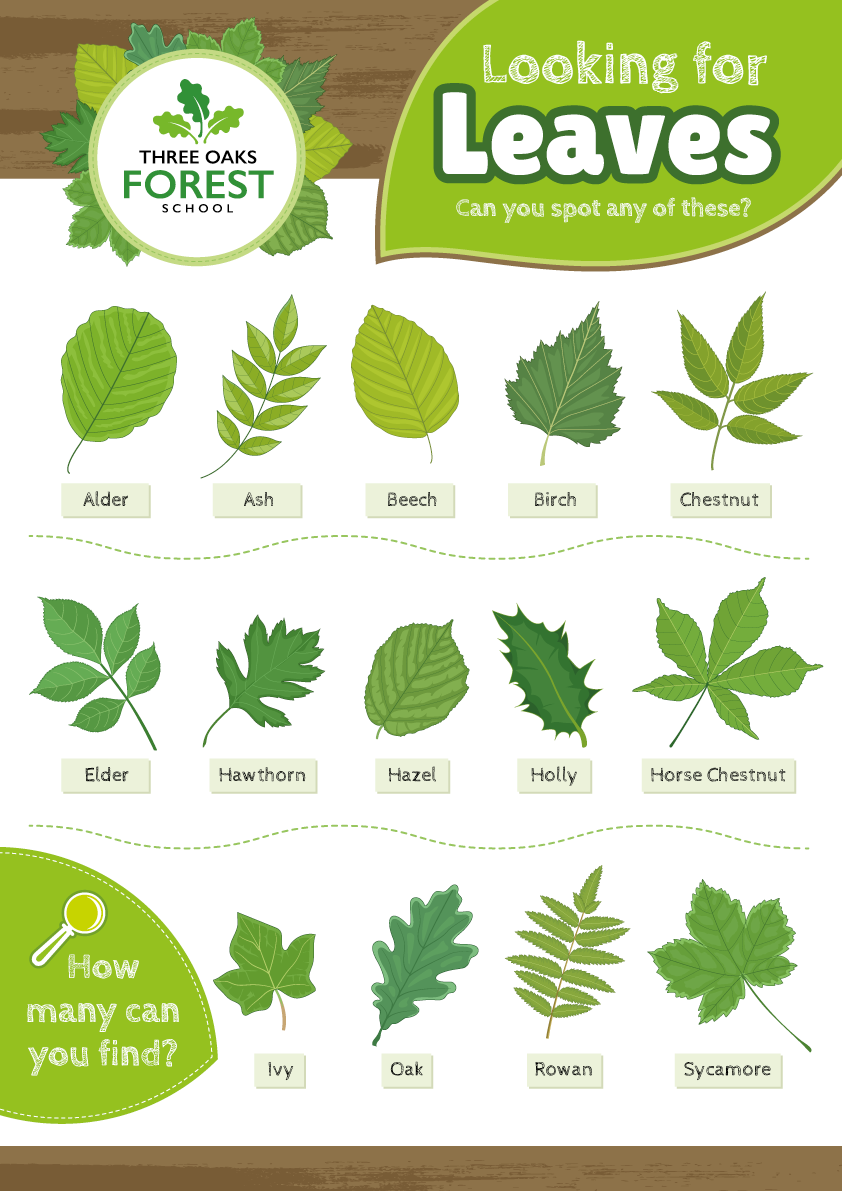 Tree Leaf Identification Sign - Perfect for Nature Areas & Forest Schools