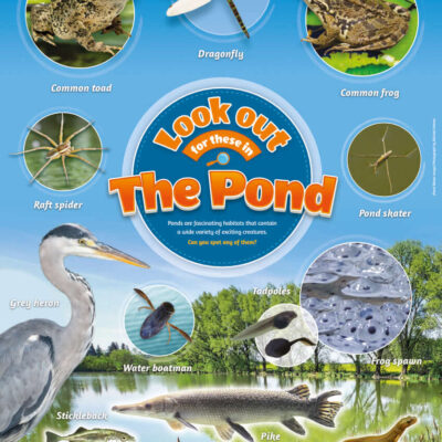 Pond Life Identification Poster