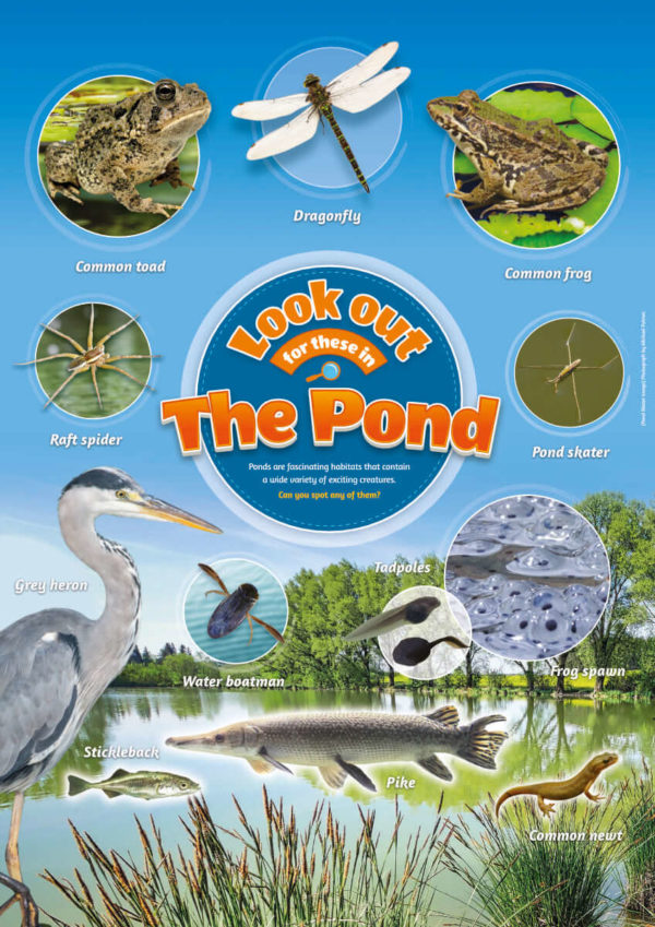 Pond Life Identification Poster