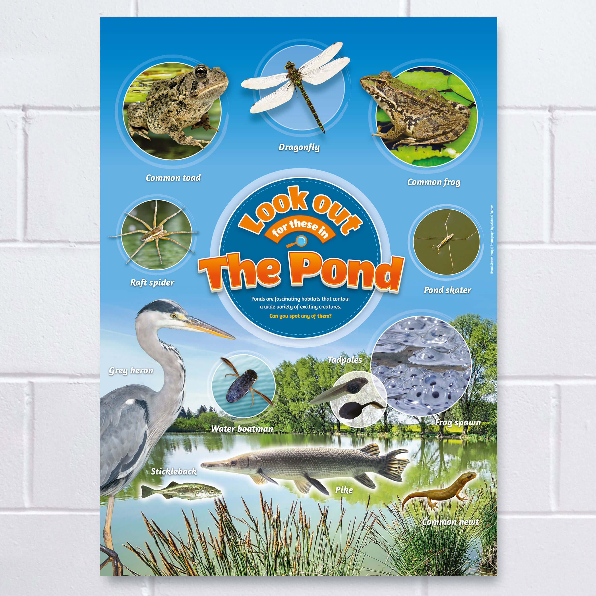 Pond Life Identification Poster - Perfect School Nature Areas & Gardens