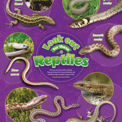 Reptiles Identification Poster