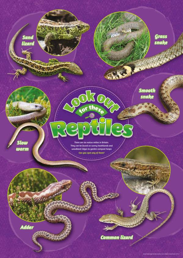Reptiles Identification Poster