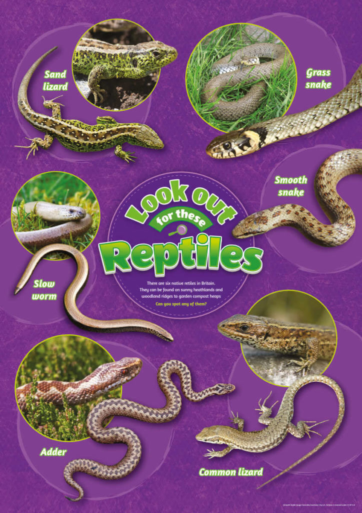 Reptiles Identification Poster Perfect School Nature Areas & Gardens