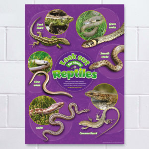 Reptiles Identification Poster